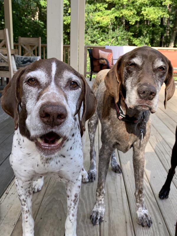 /images/uploads/southeast german shorthaired pointer rescue/segspcalendarcontest2019/entries/11597thumb.jpg